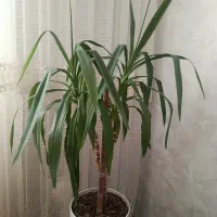 گل شاداب وسرحال