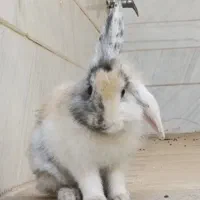 خرگوش نژاد دار