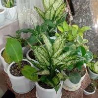 گل های آپارتمانی و حیاط|گل و گیاه طبیعی|آستارا, |دیوار