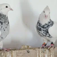 ۲ عدد طوقی سور هفت رنگ خوشگل کلاه میخ پریده