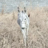 الاغ نر|حیوانات مزرعه|فراغی, |دیوار