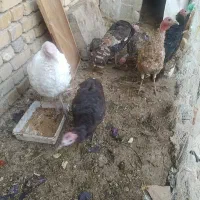 نیمچه بوقلمون نر و ماده