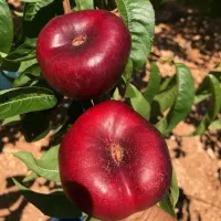 پخش نهال با کیفیت