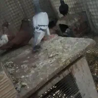 سبز گردن بلند ماده بینظیر نسل قدیم