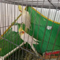 جفت عروس هلندی روی تخم لوتینو|پرنده|گناباد, |دیوار