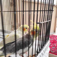 فروش عروس هلندی سخنگو