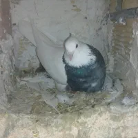 کبوتر باخت رفته