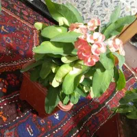 گل مرجان|گل و گیاه طبیعی|مراغه, |دیوار