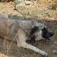 سگ گمشده منطقه باغ فرهنگیان (غذا خوری فرهادی)|سگ|زنجان, |دیوار