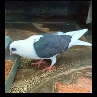 ماده پشت سیاه شهری