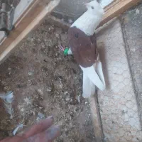 دم سیاه،پشت سرخ ،کاکلی،کبوتر،|پرنده|کاشمر, |دیوار