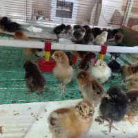 جوجه محلی ،جوحه اردک و جوجه بوقلمون