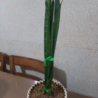 گل سانسوریا