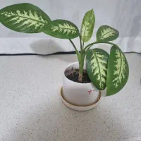 دیفن باخیا|گل و گیاه طبیعی|قدس, شهر‌قدس|دیوار