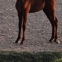 کره نریان کرد