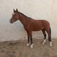 اسب دوسر وارداتی نریون کورسی