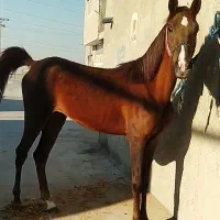 کره اسب مادیان دمگیر