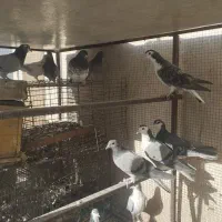 12عددتهرانی ودمگیر|پرنده|اصفهان, قهجاورستان|دیوار
