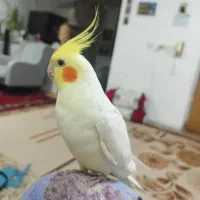 سلام عروس هلندی گمشده اسمش کوکی هست