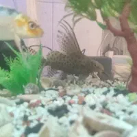 کت فیش وارونه لجن خوار