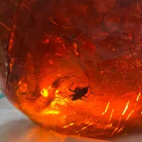 کهربای مهماندار