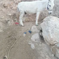 آدرس بابا میدان انجیره|حیوانات مزرعه|رستم, |دیوار