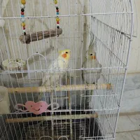 عروس هلندی|پرنده|جوادآباد, |دیوار