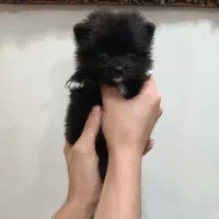 توله پاکوتا سرابی