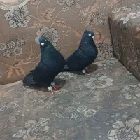 جفت زاغ سرب