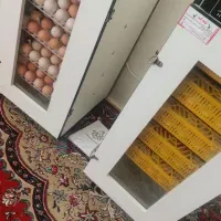 دو دستگاه جوجه کشی ۲۱۰