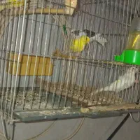 قناری نر ماده|پرنده|آزادشهر, |دیوار