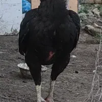 خروس‌لاری‌اصیل