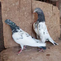 کبوتر تیدی|پرنده|نرماشیر, |دیوار