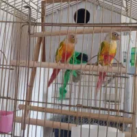 آگهی فروش یک جفت گرینجیک آناناس رد