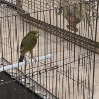 قناری سبز چمنی