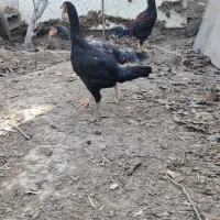 مرغ وخروس لاری سهره قناری