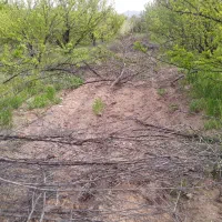 علف زنی تیلر زنی اره برقی سم پاشی هرس  شخم تراکتور|خدمات باغبانی و درختکاری|بروجرد, |دیوار