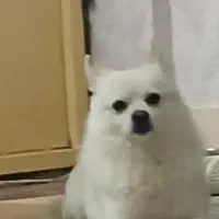 سگ پامرین کراس