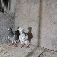کبوتر