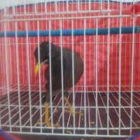 یک مرغ مینا سخنگو