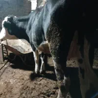 گاوموندبیلیارد شیری باگوساله ۳ماهه|حیوانات مزرعه|آق قلا, |دیوار