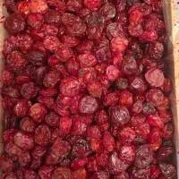 فروش عمده آلوچه گیلاس و آلبالو با کیفیت