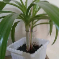 گل اشک مریم