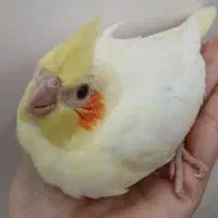 جوجه عروس هلندی لوتینو