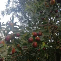 عناب تازه روی درخت|خوردنی و آشامیدنی|مشهد, موسوی قوچانی|دیوار