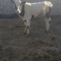 سلام دوگوساله هلشتاین وسمینتال داشتی