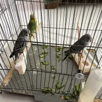 جوجه مرغ عشق دو ماهه