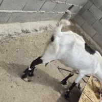 بزبه همراه دوتابزغاله