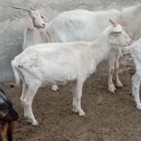 فروش بز نر سانن|حیوانات مزرعه|ماهدشت, |دیوار