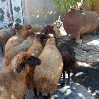 گوسفند شیره دار|حیوانات مزرعه|بلبان آباد, |دیوار